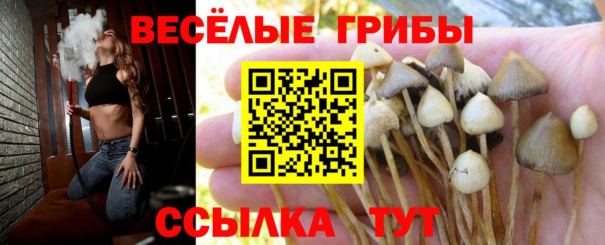Псилоцибиновые грибы Cubensis Донской